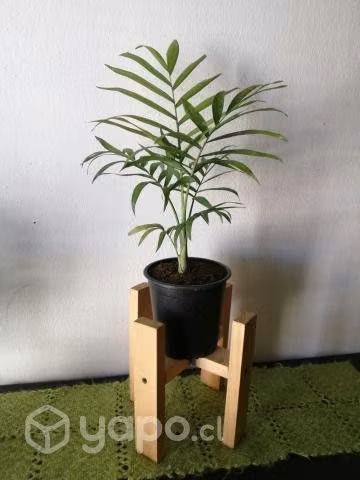Palmera Chamaedorea con porta maceta a domicilio