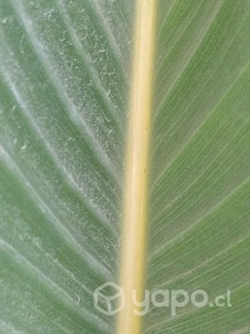 Planta Ave del Paraíso/ Flor del pájaro