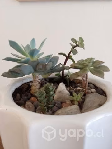 Mini Jardín Suculentas