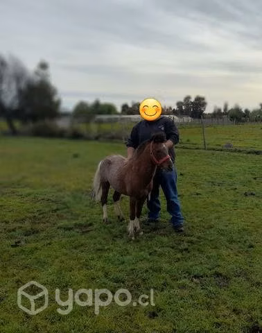 Potros pony mini horse