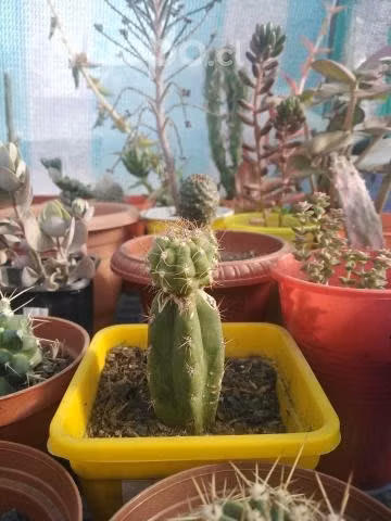 Injertos de Cactus
