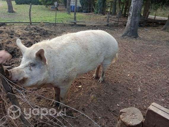 Chancho - Imagen 3