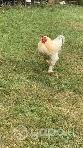 Gallo Bhrama - Imagen 3