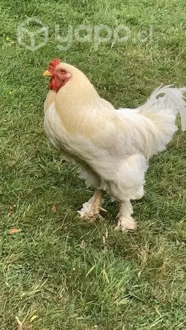 Gallo Bhrama - Imagen 2