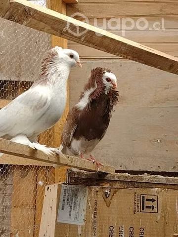 Palomas de Raza