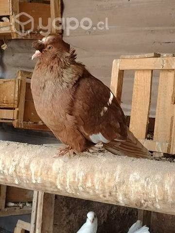 Palomas de Raza