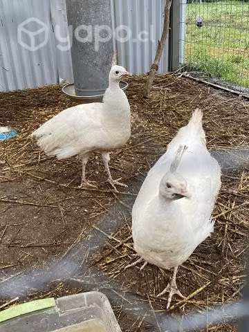 Pavos reales blancos