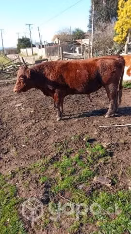 Toro angus