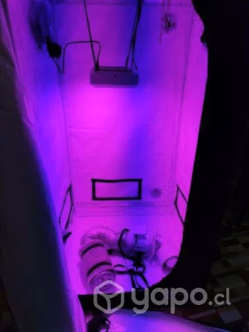 Indoor MP80 Delux Edition 80X80X160