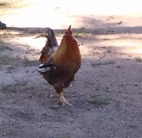 Gallo Criollo