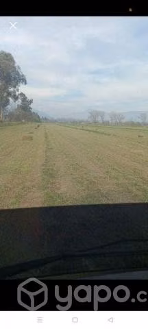 Fardos de alfalfa - Imagen 3