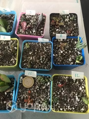 Suculentas pequeñas
