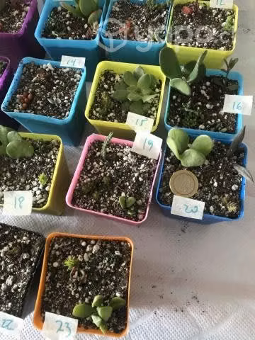 Suculentas pequeñas