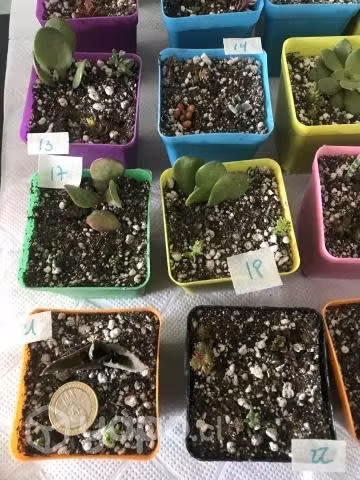 Suculentas pequeñas