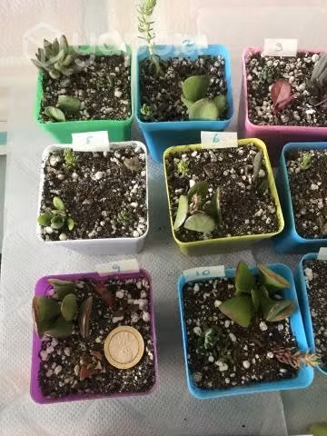 Suculentas pequeñas