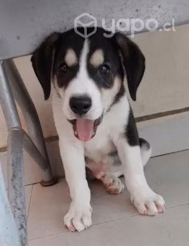 Cachorro en adopcíon