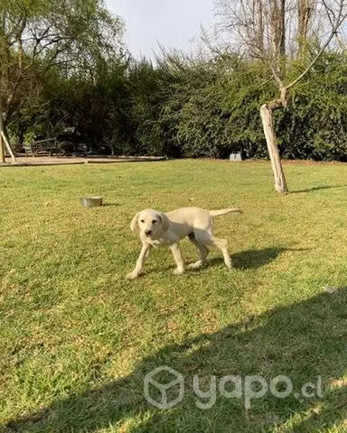 Cachorritos en adopción