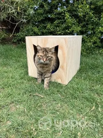 Casas de gato - Imagen 5