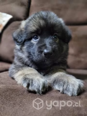Adopcion de perros raza - Imagen 2