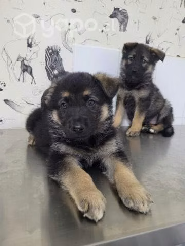 Adopcion de perros raza
