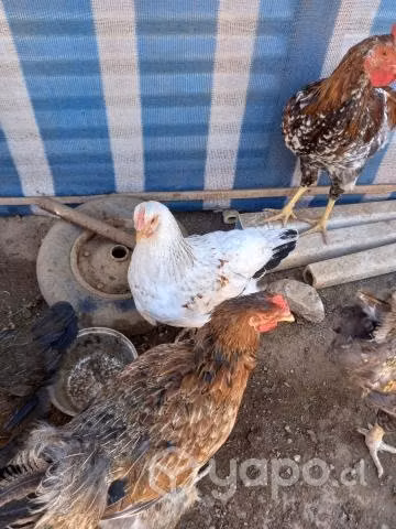 Lote de gallinas