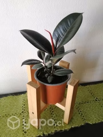 Gomero Burgundy - Ficus Elástica con porta maceta