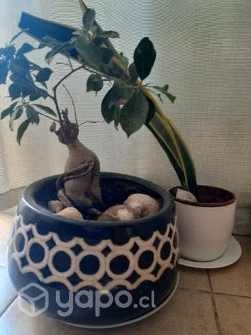 Plantas