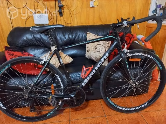 Pistera Bianchi