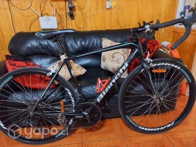 Pistera Bianchi