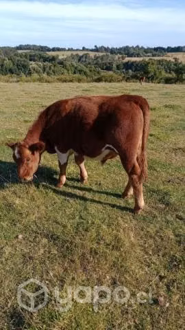 Terneros