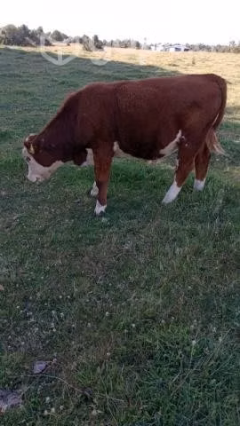 Terneros