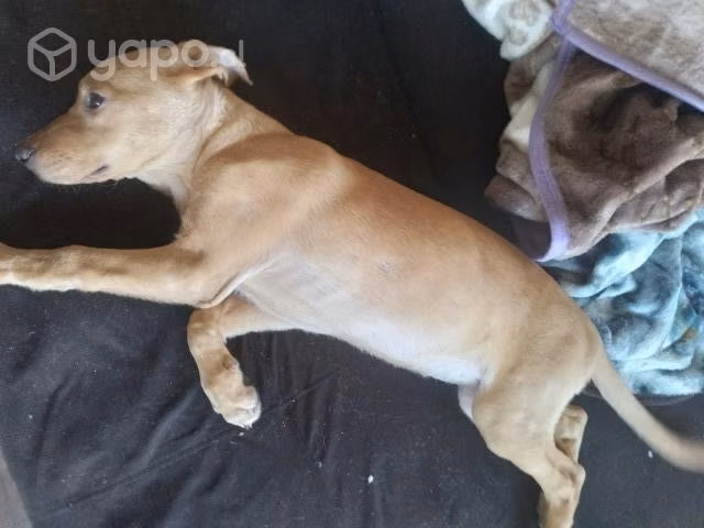 Se regala perrita de 2 meses y medio