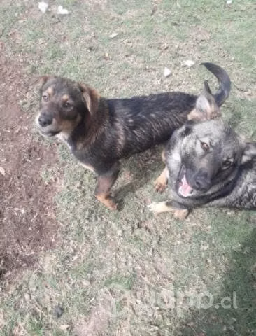 Adopción de perros - Imagen 2