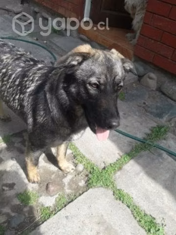 Adopción de perros - Imagen 3