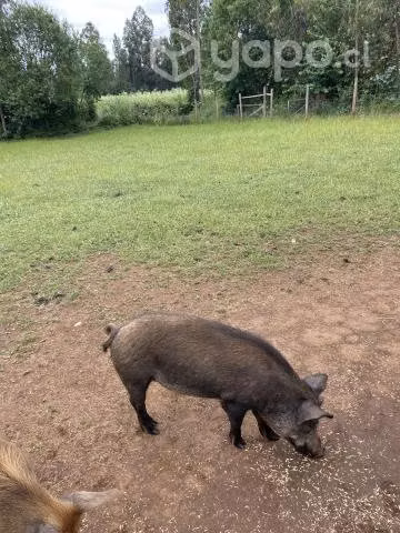 Mezcla de jabalí
