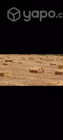 Fardos de paja de cebada