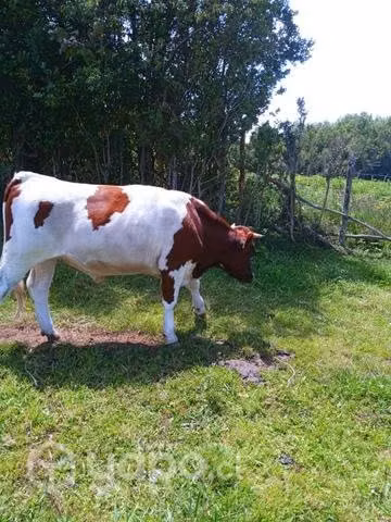 Novillo de casi 2 años