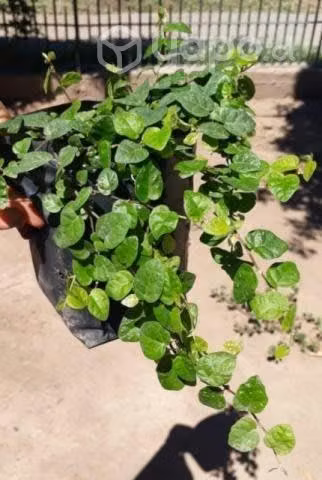 Ficus repen