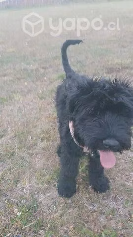 Adopción de schnauzer gigante cachorra