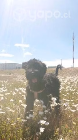 Adopción de schnauzer gigante cachorra