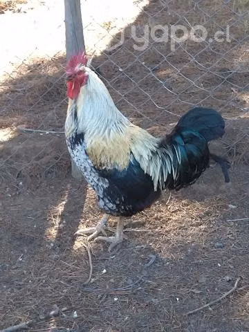 Gallo Criollo Blanco