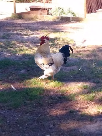 Gallo Raza Brahma - Sussex