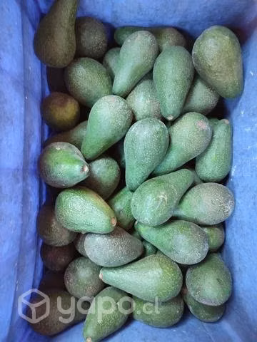 Paltas edranol