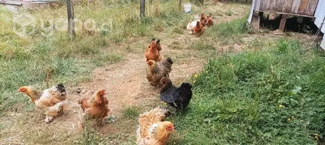 Gallinas Brahma - Imagen 2