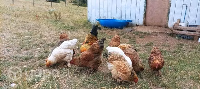 Gallinas Brahma - Imagen 6