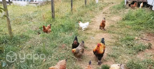 Gallinas Brahma