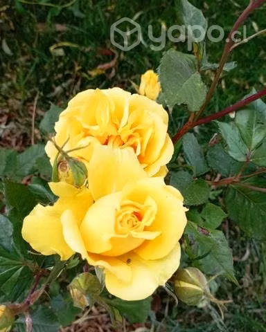 Rosas diversos colores