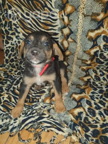 Hermosos cachorros en Adopción
