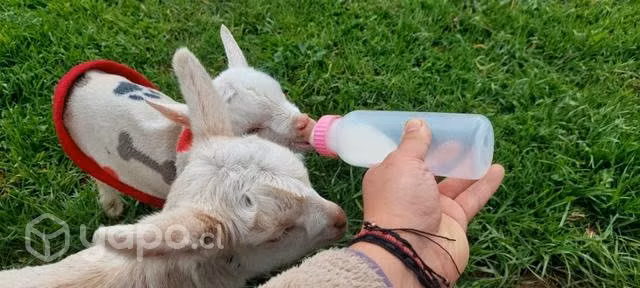 Chivitos para Mascota muy bien calostrados