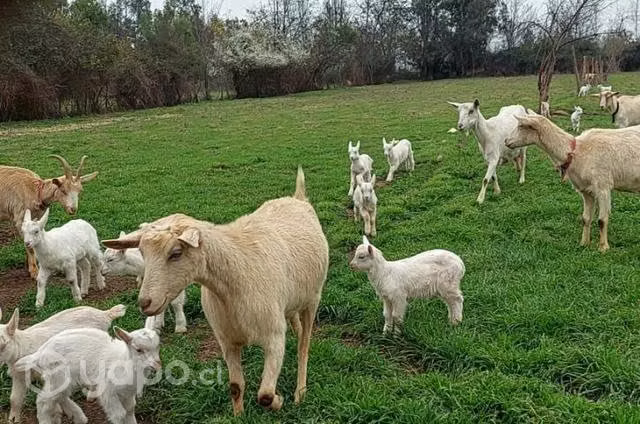 Chivitos para Mascota muy bien calostrados - Imagen 3